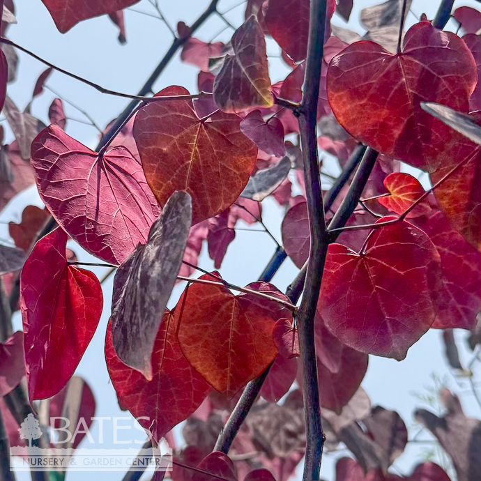 #15 Cercis can Burgundy Hearts/ Purple Foliage Redbud Native (TN)