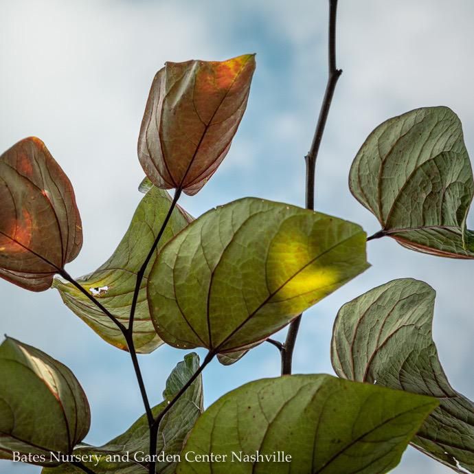 #15 Cercis can Burgundy Hearts/ Purple Foliage Redbud Native (TN)