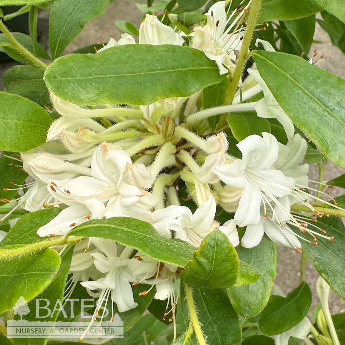 #3 Azalea visc Summer Eyelet/ White Deciduous Compact Native (TN)