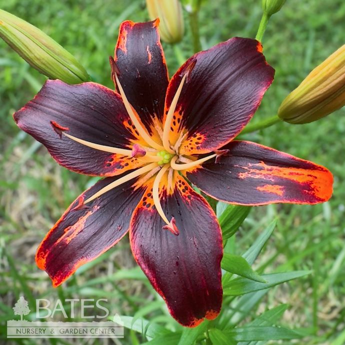 Bulb Lilium Forever Susan/ Asiatic Lily 2/pk