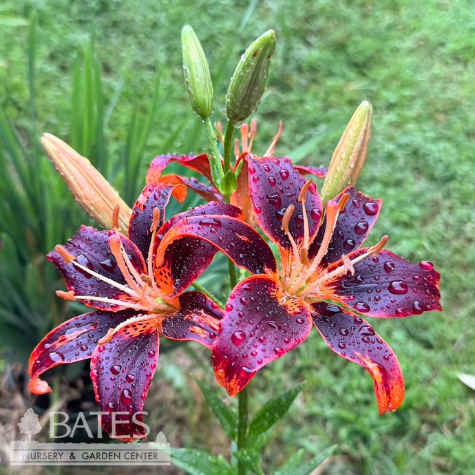 Bulb Lilium Forever Susan/ Asiatic Lily 2/pk