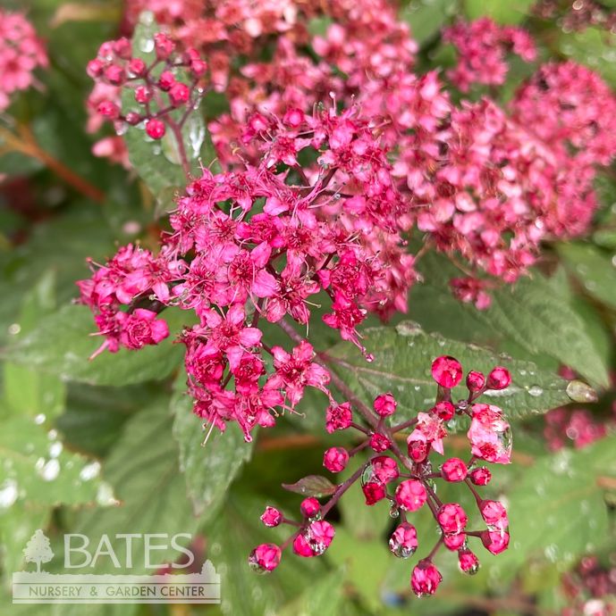 #2 Spiraea japonica Plumtastic/ Purple-pink Flowers