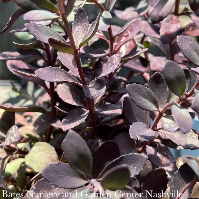 #1 Sedum x Sunsparkler &#39;Plum Dazzled&#39;/ Compact Stonecrop