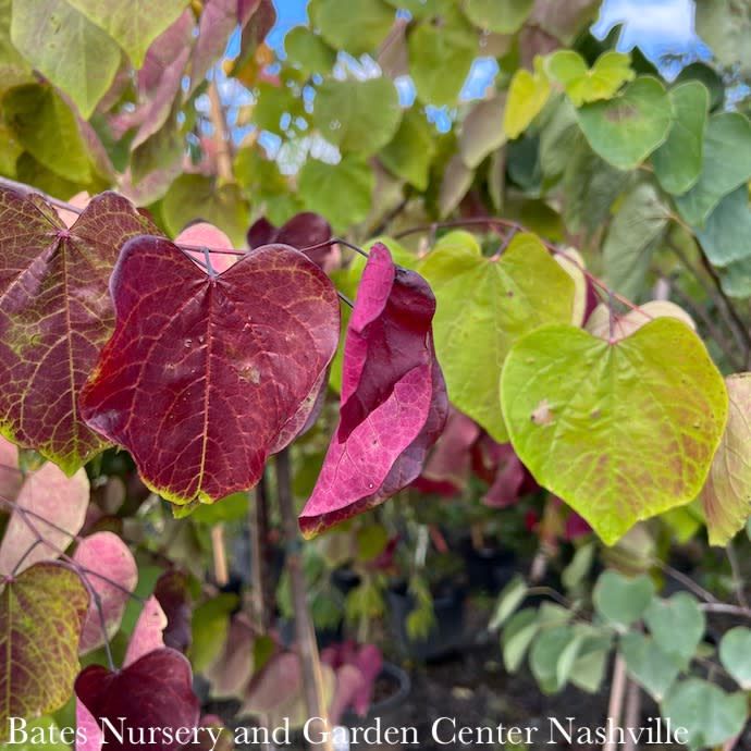 Topiary Espalier #7 Cercis can The Rising Sun/ Chartreuse Foliage Redbud Native (TN) - No Warranty
