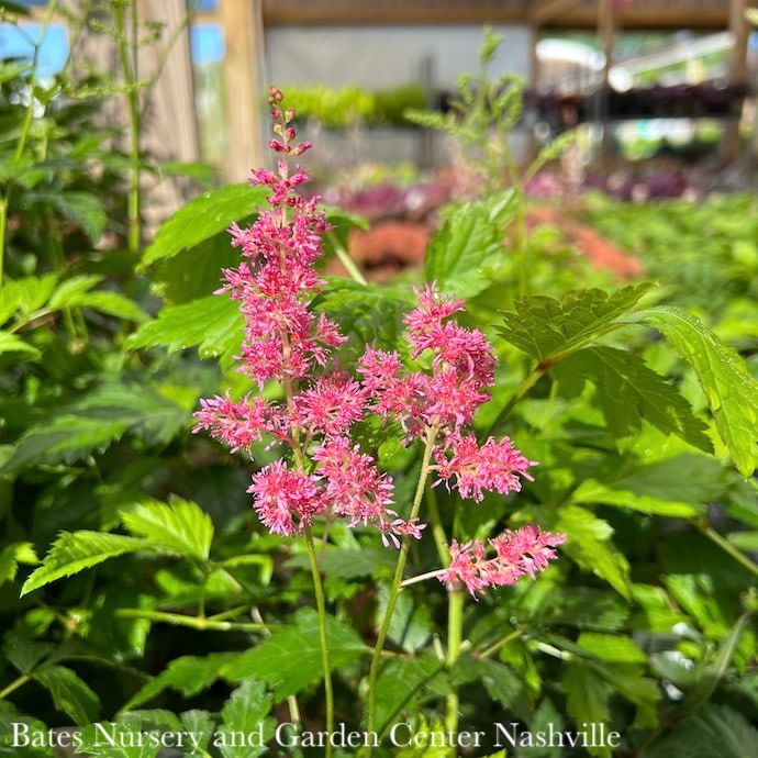 #1 Astilbe x arendsii Rheinland/ Pink