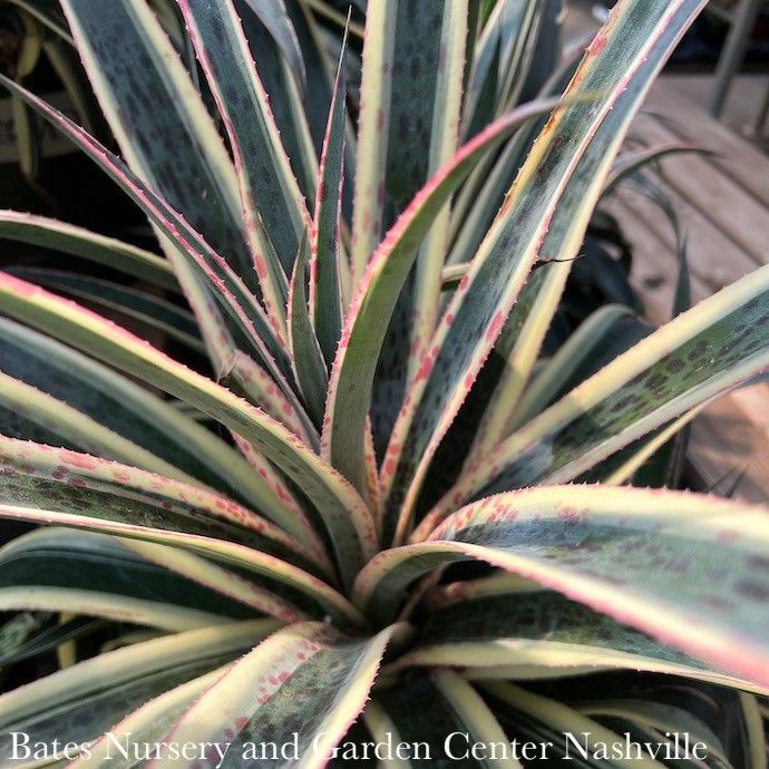 Tropical #1 Mad About Mangave &#39;Snow Leopard&#39; - No Warranty