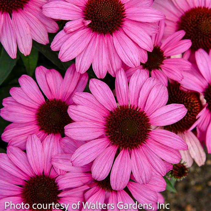 #1 Echinacea x Color Coded &#39;The Fuchsia is Bright&#39;/  Coneflower