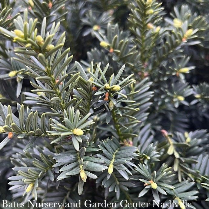#5 15&quot; Taxus x media Wardii/ Compact Yew