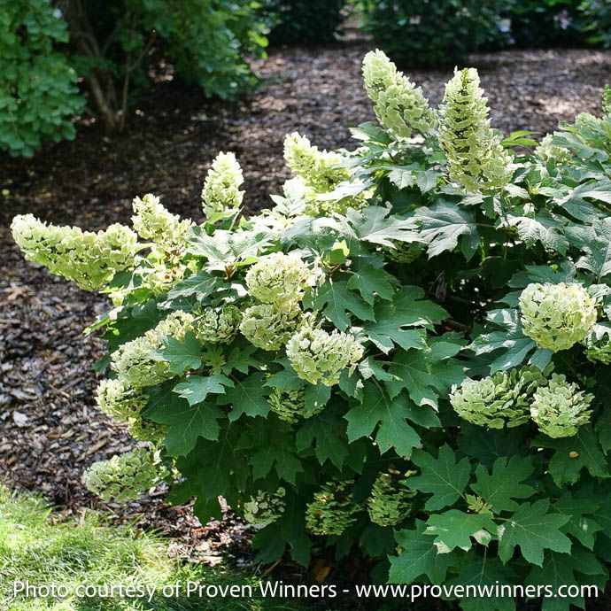 #3 Hydrangea quer PW Gatsby Glow Ball/ Oakleaf Native (TN)