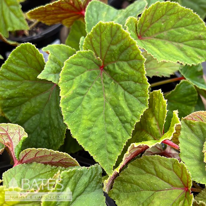 #1 Begonia grandis var alba/ White Hardy