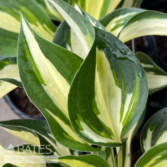 #1 Hosta x Loyalist/ White, Green