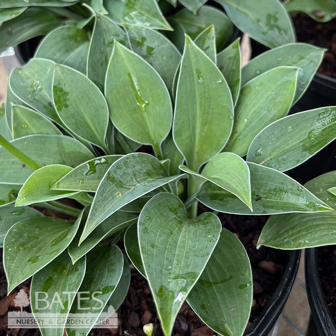 #1 Hosta Blue Cadet
