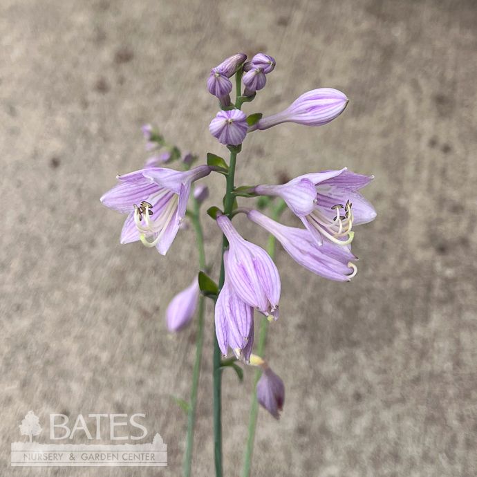 #1 Hosta Blue Cadet