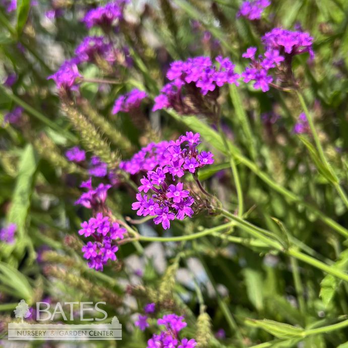 #1 Verbena rigida/ Slender Vervain