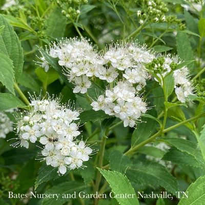 2 Spiraea japonica Yeti/ White Flowers