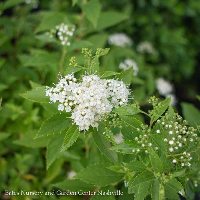 #2 Spiraea japonica Yeti/ White Flowers