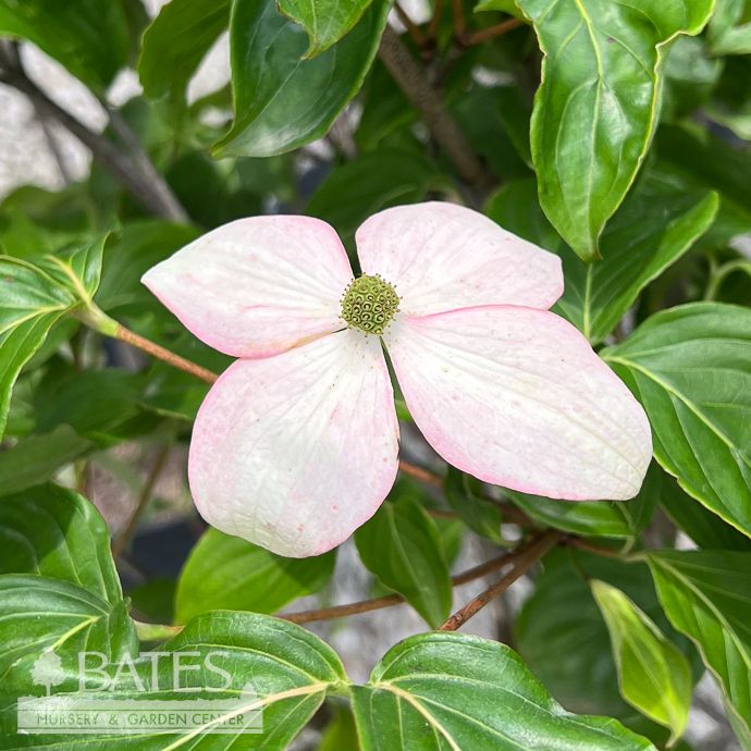 #7 Cornus kousa Heart Throb/ Pink Flowering Dogwood