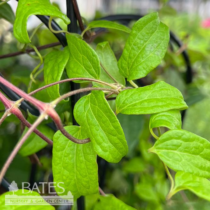 #1 Clematis Ville de Lyon/ Carmine Red