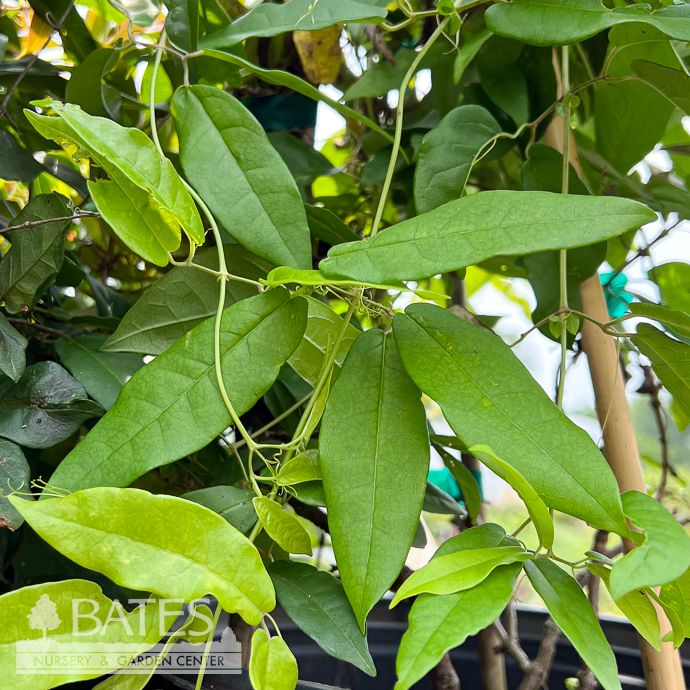 #2 Bignonia capreo Jekyll/ Crossvine  Native (TN)