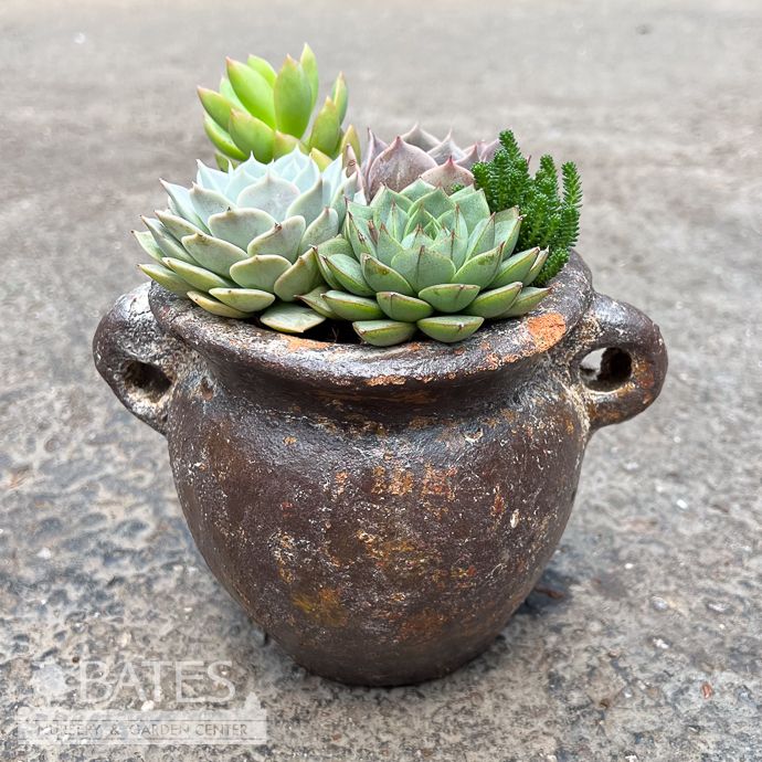 Rustic Chata Mini w/ Succulents