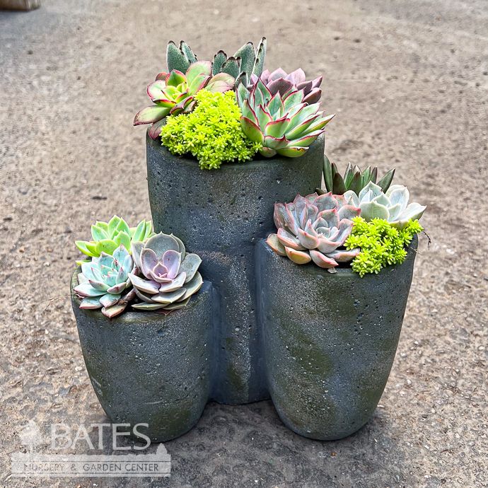 6P Tri Pot w/ Succulents