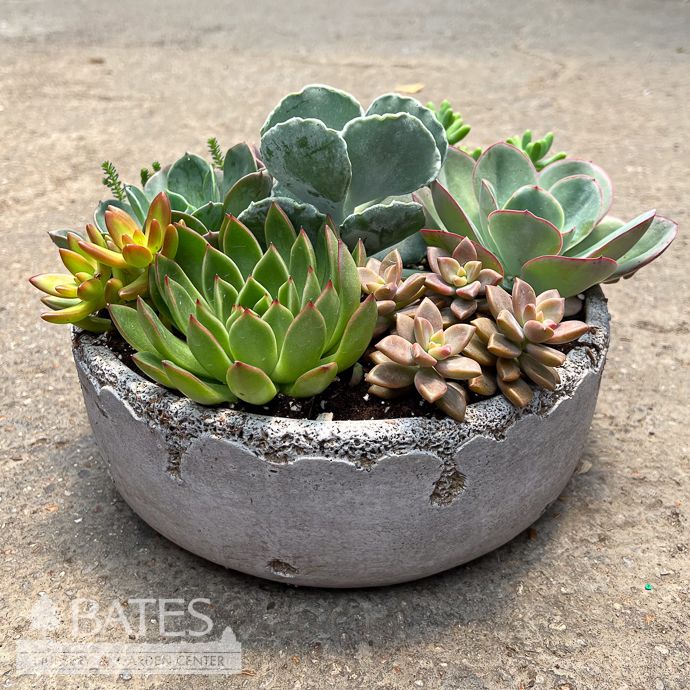 10P Cement Distressed Round Pot w/ Succulents