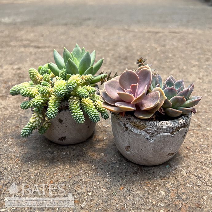 2.5P Cement Distressed Round Pot w/ Succulents