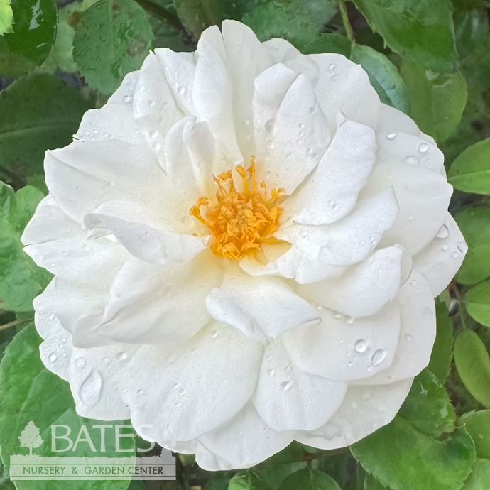 #2 Rosa Grace N&#39; Grit &#39;White&#39;/ Shrub Rose - No Warranty