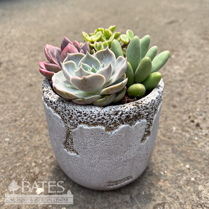 4.5P Cement Distressed Round Pot w/ Succulents