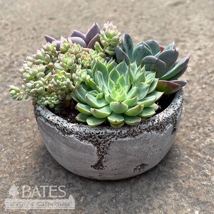 5P Cement Distressed Round Pot w/ Succulents