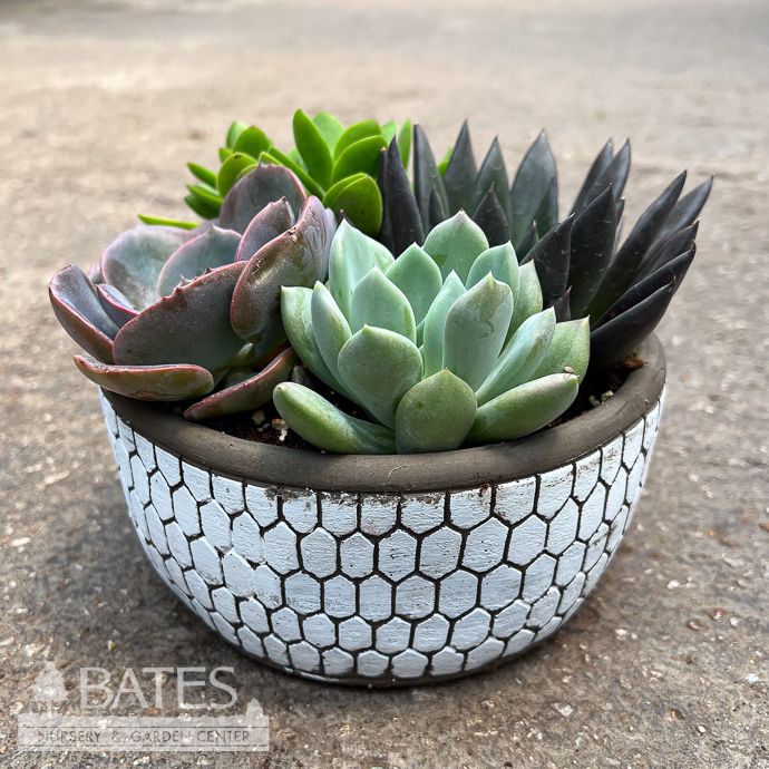Tropical 8P Ancient Art Round w/ Succulent Combo