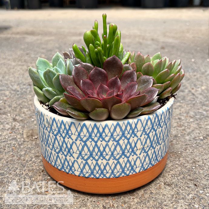 6.5P Saratoga Round Planter w/ Succulents