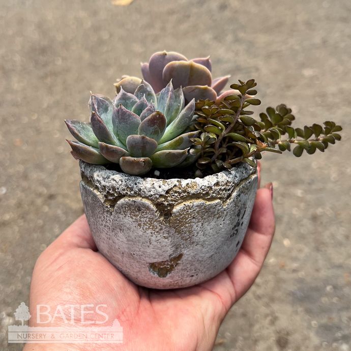 2.5P Combo w/ Succulents