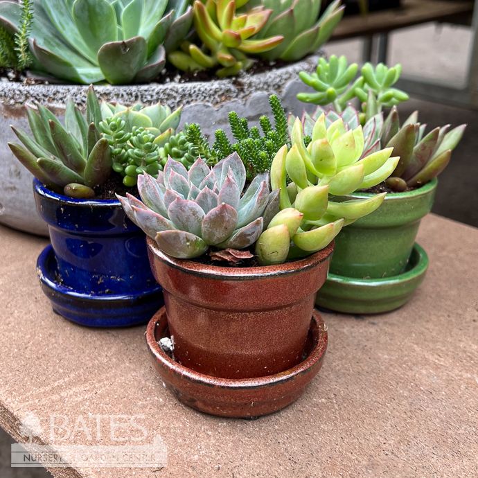 3P Floral Pot w/ Succulents