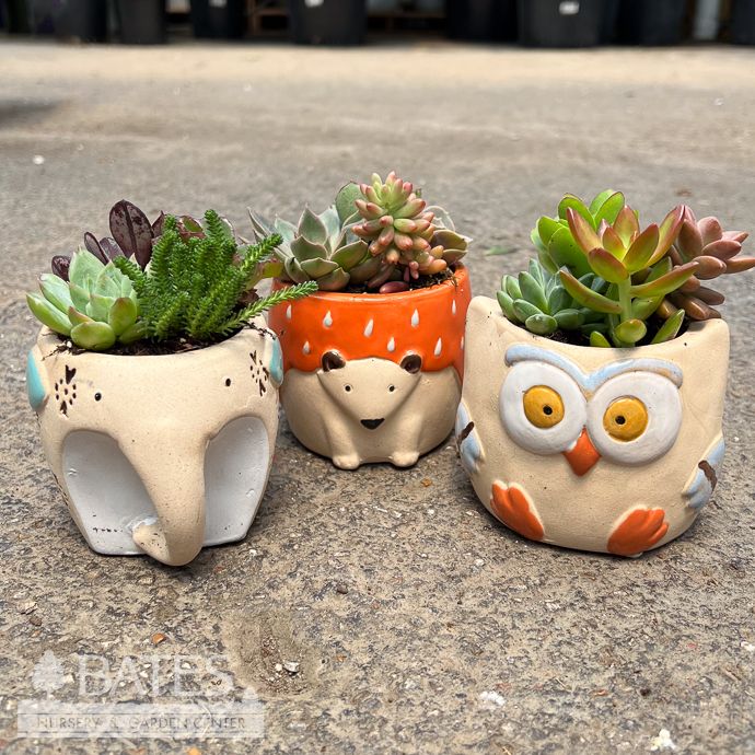 4P Ceramic Animal assortment w/succulents