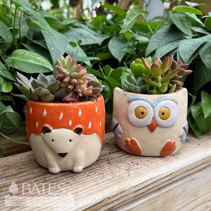 4P Ceramic Animal assortment w/succulents