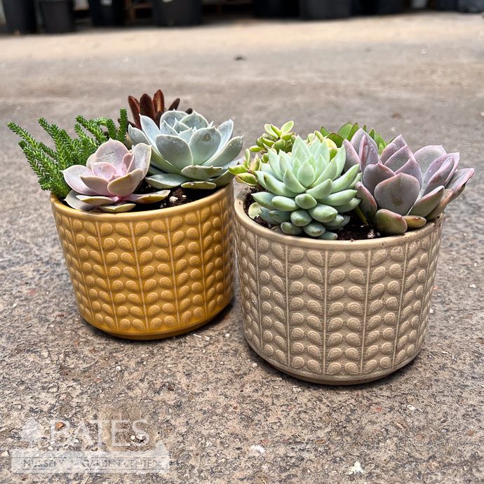 4.5P Odessa Planter w/ Succulent Combo