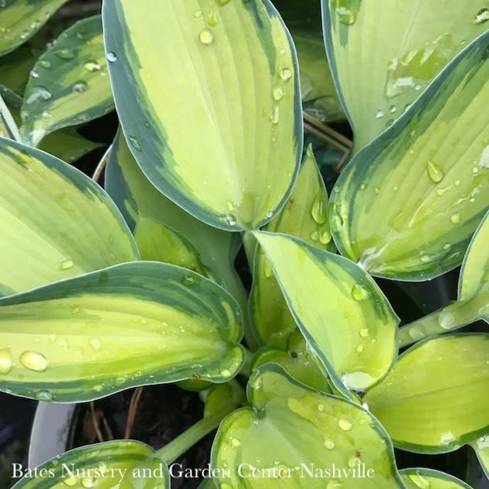 #1 Hosta x June/ Gold w/ Blue-Green Margins