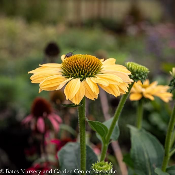 #1 Echinacea x Aloha/ Yellow Orange Coneflower