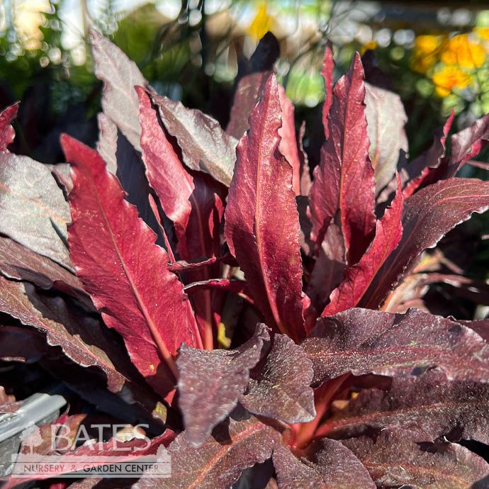 #1 Lobelia card Queen Victoria/ Red Cardinal Flower Native (TN)
