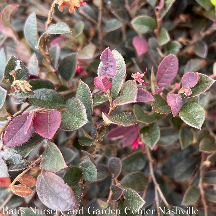 #3 Loropetalum chin SL Purple Daydream/ Dwarf Fringeflower - No Warranty