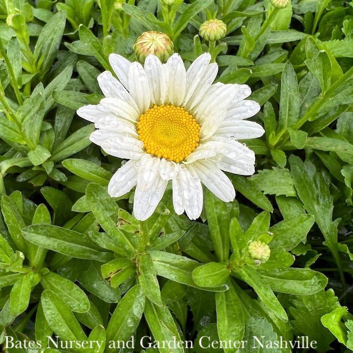 #1 Leucanthemum x superbum Becky/ Shasta Daisy