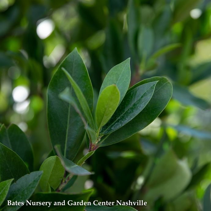 #15 Prunus car Bright &#39;N Tight / Upright Carolina Laurel Native (R)