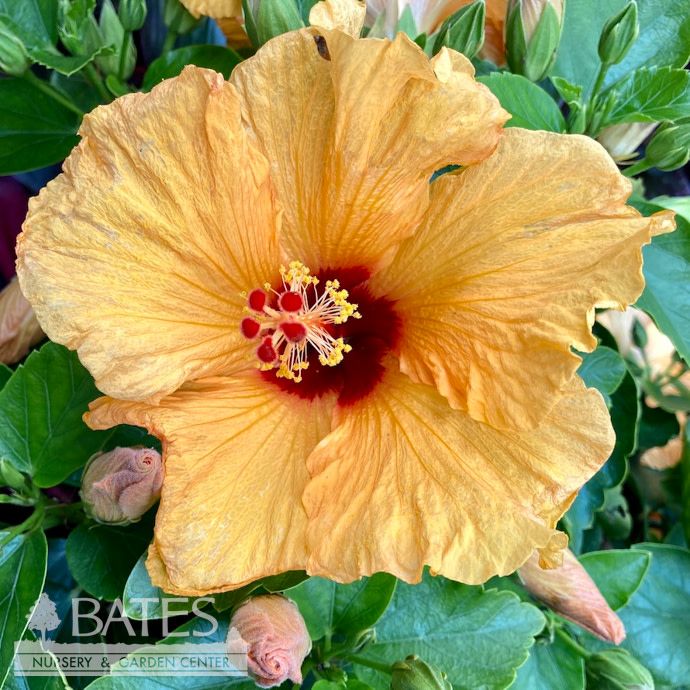 Tropical Topiary #5 Patio Tree Hibiscus Jazzy Jewel Gold/No Warranty