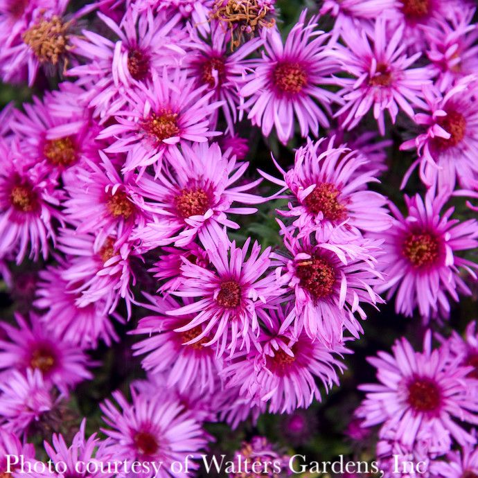 #1 Symphyotrichum nov-ang Pink Crush/ New England Aster Native (TN)