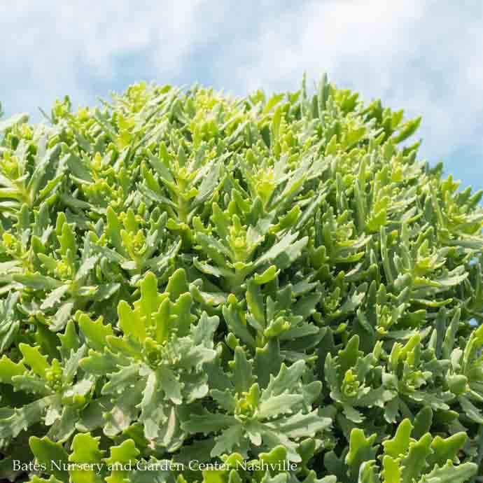 #1 Sedum x Thundercloud/ Stonecrop