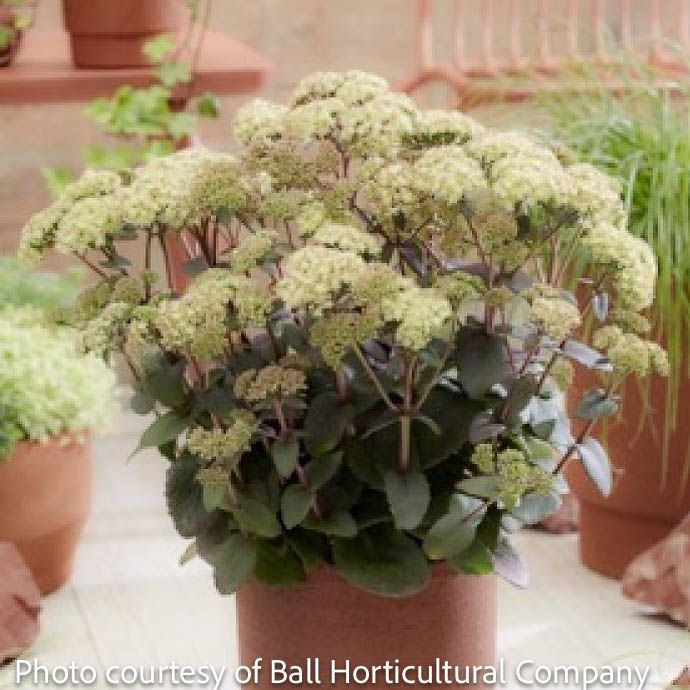 #1 Sedum x Banana Split/ Stonecrop