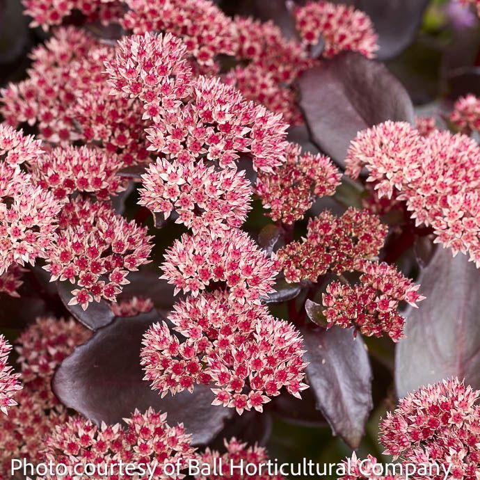 #1 Sedum x Black Knight / Stonecrop