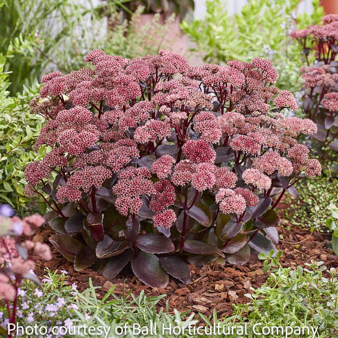 #1 Sedum x Black Knight / Stonecrop