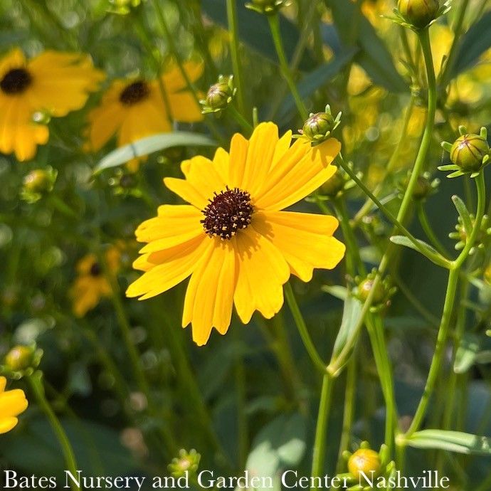 #1 Coreopsis pal Summer Sunshine/ Yellow Tickseed Native (R)